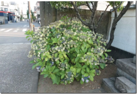 image_thumb[11]